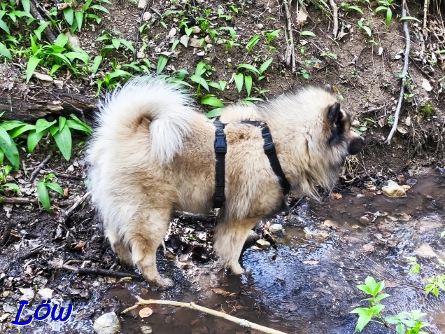 11.4.2025 - Dwix am Bachlauf